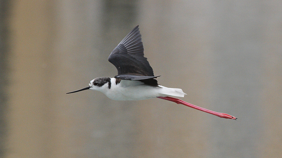 J01_2320 Black-winged Stilt.JPG